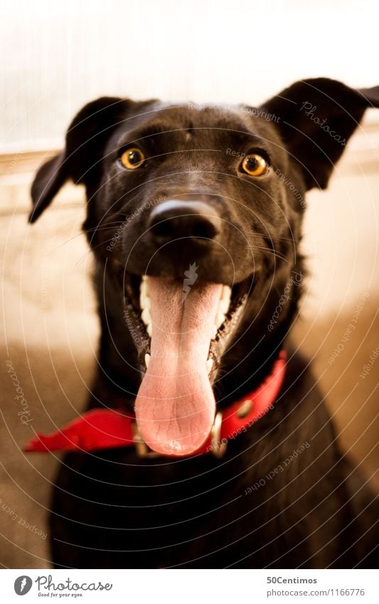 my black dog Hund schön ein lizenzfreies Stock Foto von Photocase
