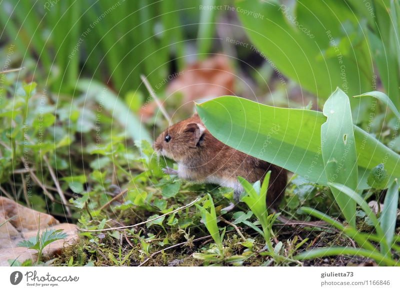 Ich seh' dich, Mäuschen! Tier Wildtier Maus waldmaus gartenmaus 1 beobachten Fressen hocken niedlich Geschwindigkeit braun grün Glück Frühlingsgefühle