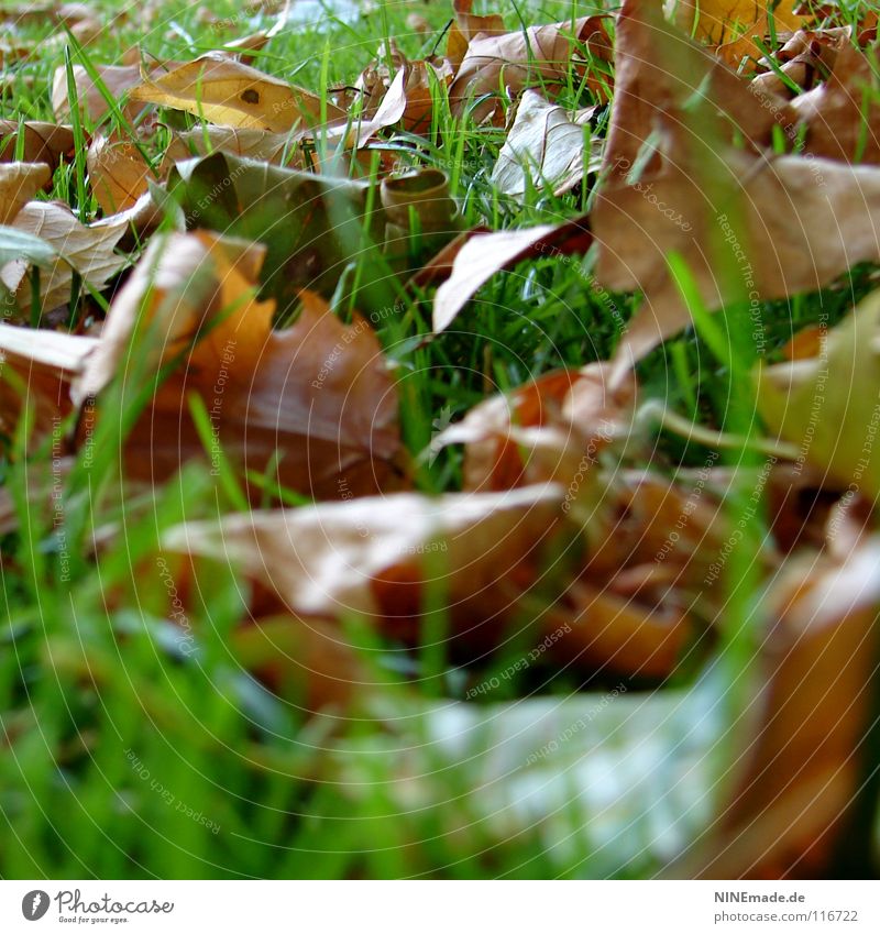 Herbstlaub Blatt grün braun rot bräunlich Park Wiese Gras Halm durcheinander mehrfarbig Mischung Oktober Froschperspektive Herbstbeginn dehydrieren welk
