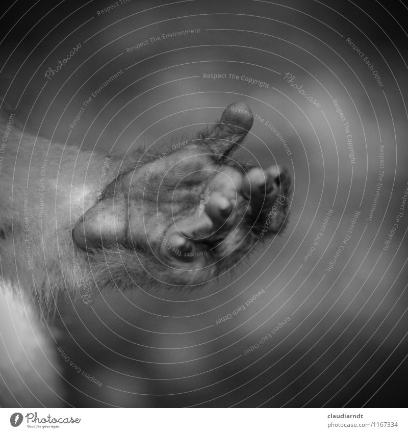 Affenhand Natur Tier Wildtier Pfote Berberaffen Hand 1 grau Wunsch betteln Handfläche Körperteile Schwarzweißfoto Detailaufnahme Menschenleer Textfreiraum oben