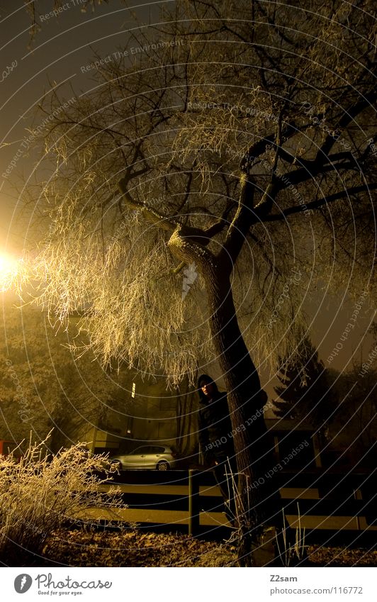 nachtgestallt III Nacht dunkel Baum Licht Belichtung Langzeitbelichtung stehen schwarz durchsichtig Sträucher Straßenbeleuchtung Laterne gelb gefroren Winter