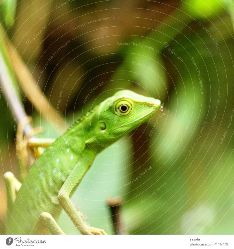 green lizard Urwald Tier Wildtier 1 festhalten grün Echte Eidechsen Auge Insekt Stechmücke Borneo Maul Tarnfarbe Asien Reptil Tarnung Erneuerung regenerativ