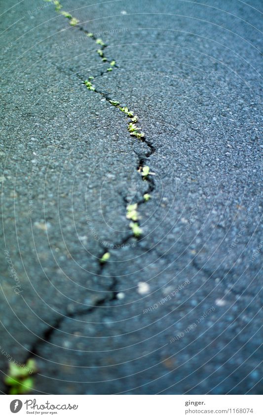^~^~ -- gerissen Straße gelb grau grün Asphalt anthrazit Riss geschwungen grün-gelb Linie Straßenbelag Teer Wachstum füllen kaputt Schlangenlinie Unschärfe