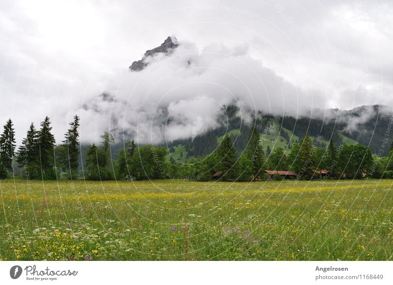 Wattierter Berg Natur Landschaft Wolken Sommer Nebel Gras Alpen Berge u. Gebirge ruhig Erholung Ferien & Urlaub & Reisen Frieden Inspiration Stimmung Umwelt