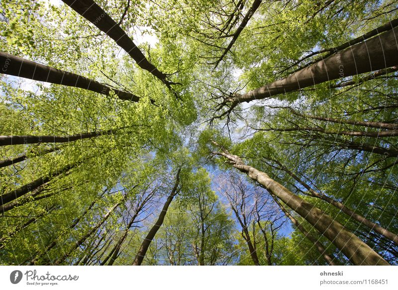 Wald Natur Frühling Schönes Wetter Baum Blatt Frühlingsgefühle Leben Umwelt Umweltschutz Wachstum Farbfoto Außenaufnahme Strukturen & Formen Tag Sonnenlicht