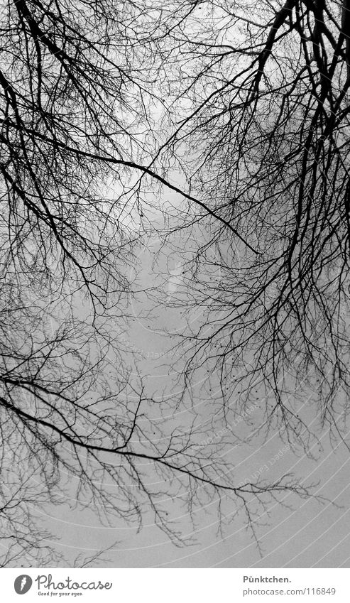 algere (lat.) Wald kalt frieren Winter Winterhimmel grau schwarz eigenwillig Winterspaziergang Wolken schlechtes Wetter Himmel Ast Gezweig in die Luft schauen