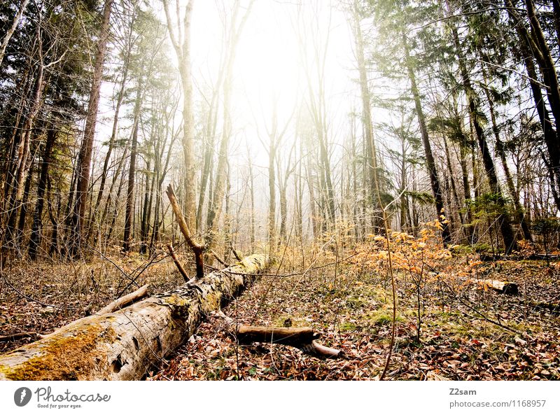 Woid Umwelt Natur Landschaft Sonne Sonnenlicht Herbst Schönes Wetter Baum Sträucher Wald frisch nachhaltig natürlich gelb grün Einsamkeit Energie Erholung