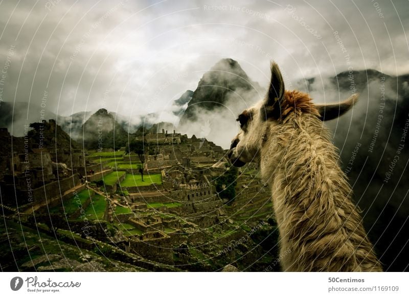 Das lama auf Machu Picchu Ferien & Urlaub & Reisen Tourismus Ausflug Abenteuer Ferne Freiheit Städtereise Berge u. Gebirge wandern Umwelt Natur Landschaft