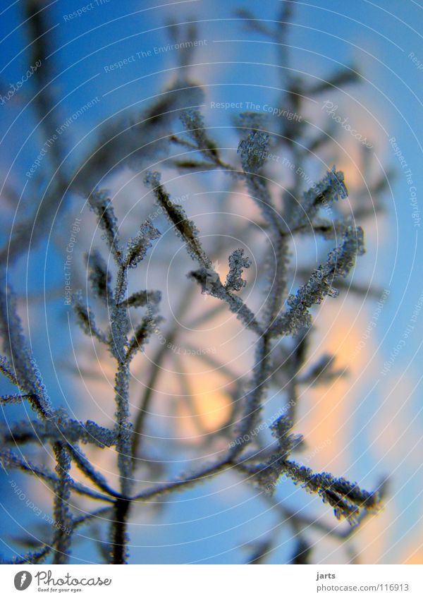 Winterzeit kalt Wald Wolken Eiskristall Baum Frost Himmel blau jarts Ast Schnee