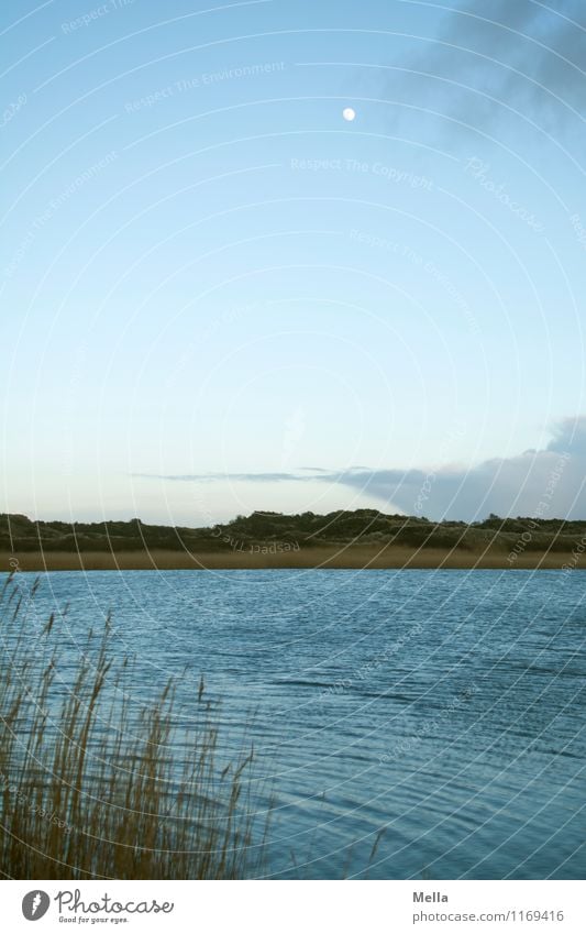Zu neuen Ufern Umwelt Natur Landschaft Wasser Himmel Mond Gras Schilfrohr Wellen Küste Seeufer Ferne natürlich blau Einsamkeit Erholung Idylle ruhig Farbfoto
