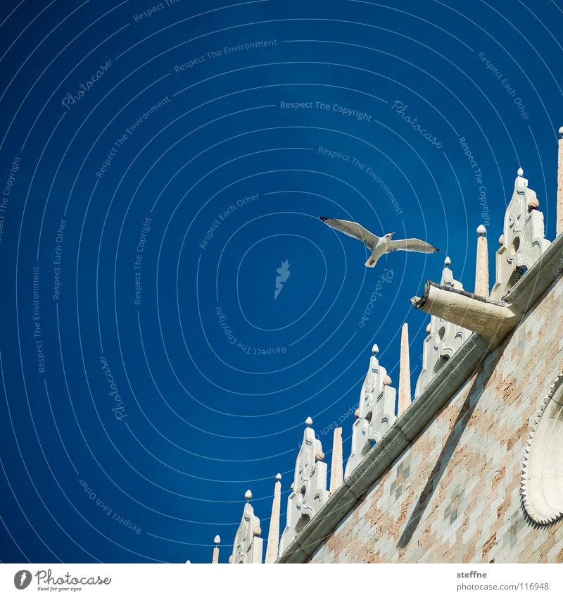 Möwe II: Die Pirsch Vogel schwarz weiß Aerodynamik Sommer Feder Erkundung entdecken kreisen luftig Luft Möwenvögel Lachmöwe Palast Dogenpalast Venedig Italien