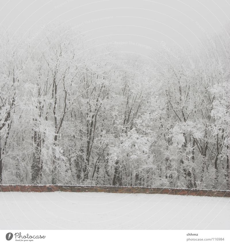 Frost Winter weiß Eis Raureif Wald Park Nebel Einsamkeit Baum horizontal Strukturen & Formen flach kalt einfarbig Mauer Glätte weiß in weiß Schnee