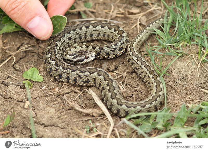 riskante Hand Annäherung an eine giftige Viper Haut Leben Mensch Mann Erwachsene Finger Tier Wiese Schlange wild Angst gefährlich Farbe Risiko risikoreich