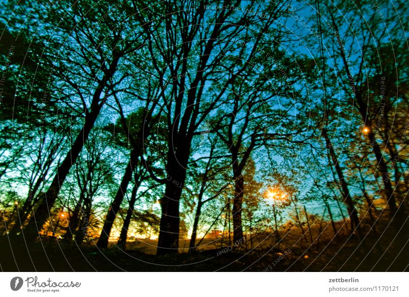 Abend Nacht Abenddämmerung Nachthimmel Farbverlauf Sonnenuntergang Wald Baum Baumstamm Ast Zweig Laterne Straßenbeleuchtung Lampion Beleuchtung Romantik