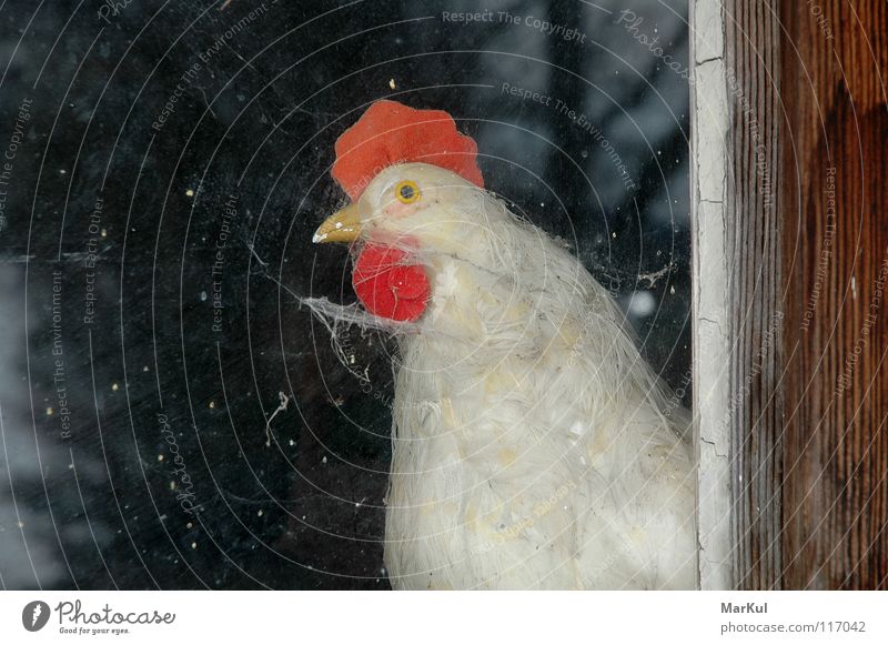 Huhn am Fenster Haushuhn Aussicht Tier Bauernhof Landwirtschaft Vogel Gefügel Blick nach draußen