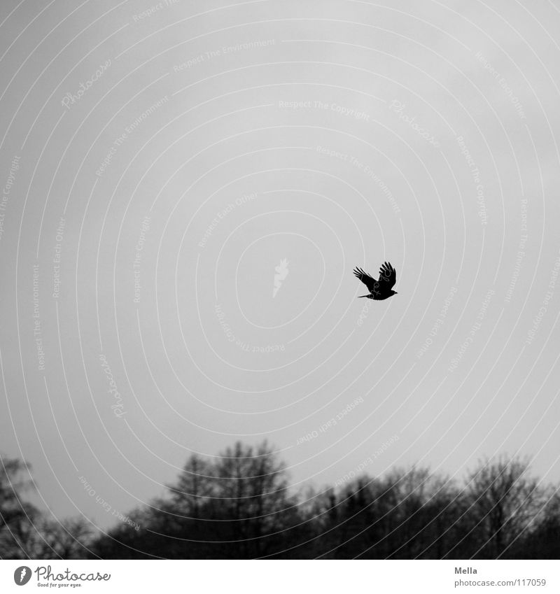 The Rising Vogel Krähe Rabenvögel Aaskrähe Einsamkeit hoch aufsteigen oben Wolken Baum Wald Winter laublos Blatt fehlen Trauer fliegen Luft atmen