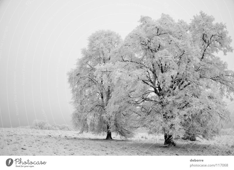 Verschneite Winterlandschaft mit drei Bäumen auf einem Feld. Baum Wald weiß Schwarzweißfoto hell Pflanze Plan Schnee