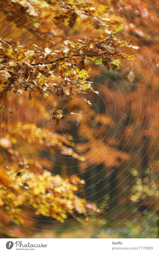 herbstliche Impression Herbstwald Waldbaden Herbstlaub Herbstfärbung Oktober goldener Oktober heimisch malerisch poetisch unbestimmt ruhig warme Farben