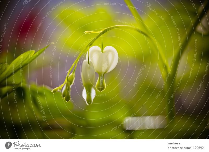Tränende Herzen elegant Stil Muttertag Natur Pflanze Frühling Schönes Wetter Blume Blatt Blüte Wildpflanze Tränendes Herz Blätter Blütenstiel Garten