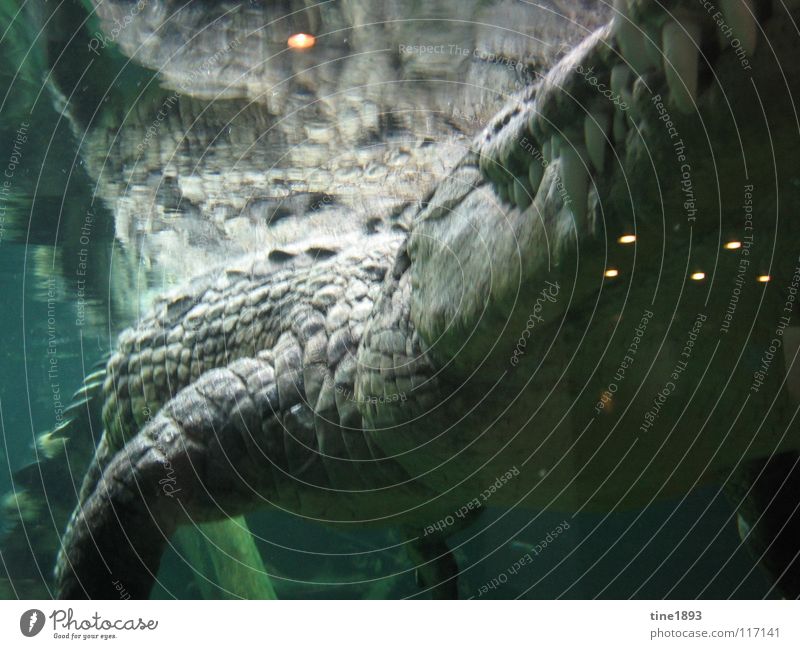 Lauernde Gefahr Krokodil gefährlich groß Schweben Salzwasserkrokodil Alligator Geschwindigkeit Zoo Europa Tier gefangen Aquarium Käfig Gehege Meerwasser Licht
