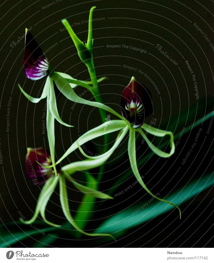 Fintentische Blume Orchidee Tintenfisch Pflanze außergewöhnlich seltsam filigran schön faszinierend Blüte außerirdisch skurril Südamerika Urwald Tentakel