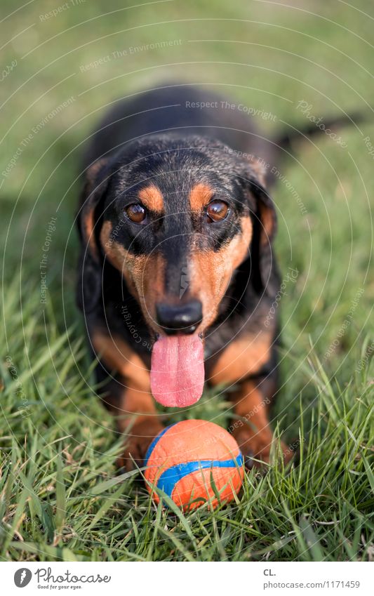 spieltrieb Freude Freizeit & Hobby Spielen Schönes Wetter Gras Wiese Tier Haustier Hund Tiergesicht Dackel Zunge 1 Ball Fröhlichkeit Gesundheit Glück