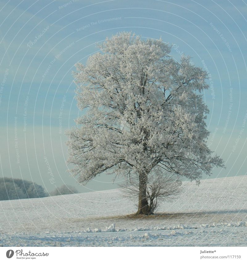 Winter-tr (b) aum Schnee kalt weiß Baum schön Frost Eis blau Einsamkeit Spaziergang Ferne Blick Weiße Weihnacht
