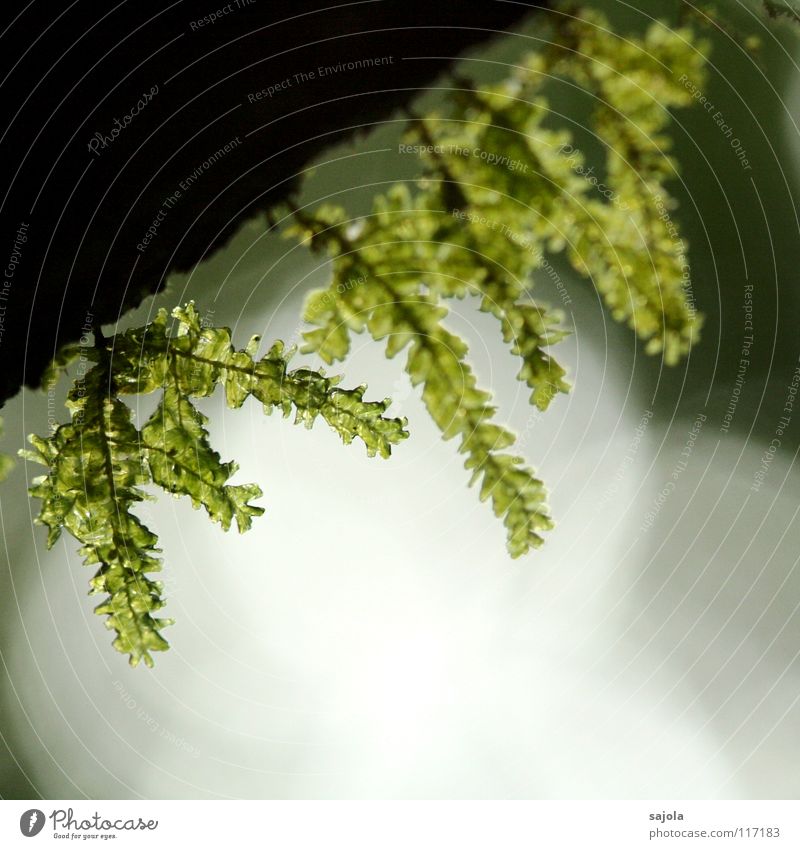 ...am moosigsten!? Umwelt Natur Pflanze Moos Urwald grün Wachstum Tau Baumrinde Lichtspiel feucht Borneo Lichtstimmung Lichtschein Lichtpunkt Lichtbrechung