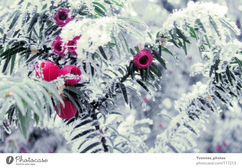 Neulich im Zauberwald Weihnachten & Advent Winter Schnee weiß Tanne Tannennadel rot rosa Vogelbeeren Nadelbaum Frost Eis Eiszeit Raureif gefroren Natur