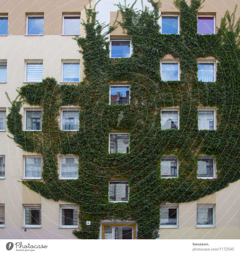 viele lichtblicke. Häusliches Leben Wohnung Haus Umwelt Natur Pflanze Baum Efeu Stadt Bauwerk Gebäude Architektur Mauer Wand Fassade Fenster Tür grün Energie
