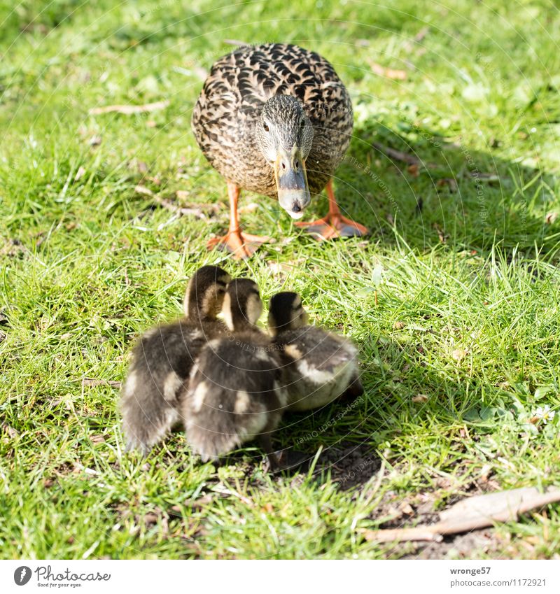 Letzte Ausflugtipps Natur Frühling Sommer Wiese Tier Wildtier Vogel Entenvögel Entenküken 4 Tiergruppe Tierjunges Tierfamilie braun grün Zusammensein Tierliebe