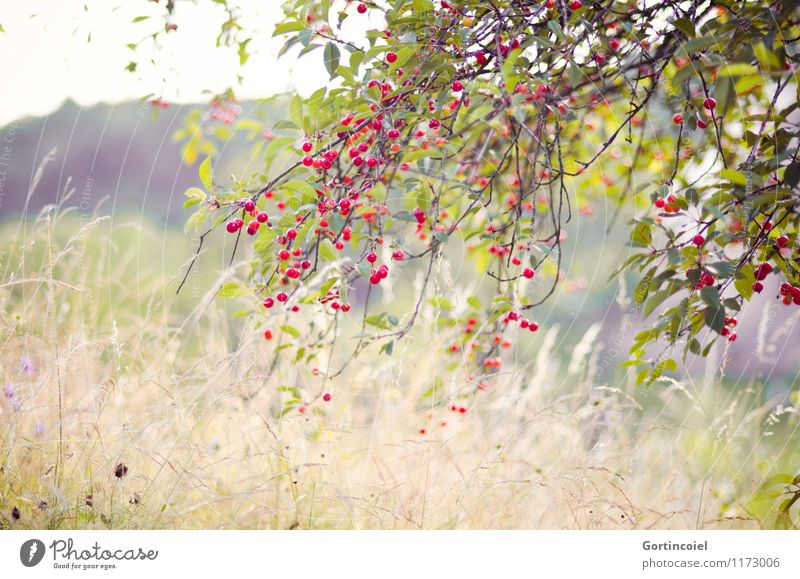 Kirschbaum Umwelt Natur Landschaft Pflanze Sommer Schönes Wetter Baum Nutzpflanze Wiese natürlich Kirsche Obstbaum Frankreich Elsass Farbfoto Außenaufnahme