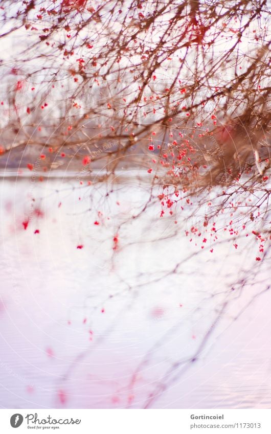 Seeufer Umwelt Natur Landschaft Pflanze Winter Baum Sträucher schön rot Gemeiner Schneeball Beerensträucher Ordnung durcheinander chaotisch Brennpunkt Unschärfe