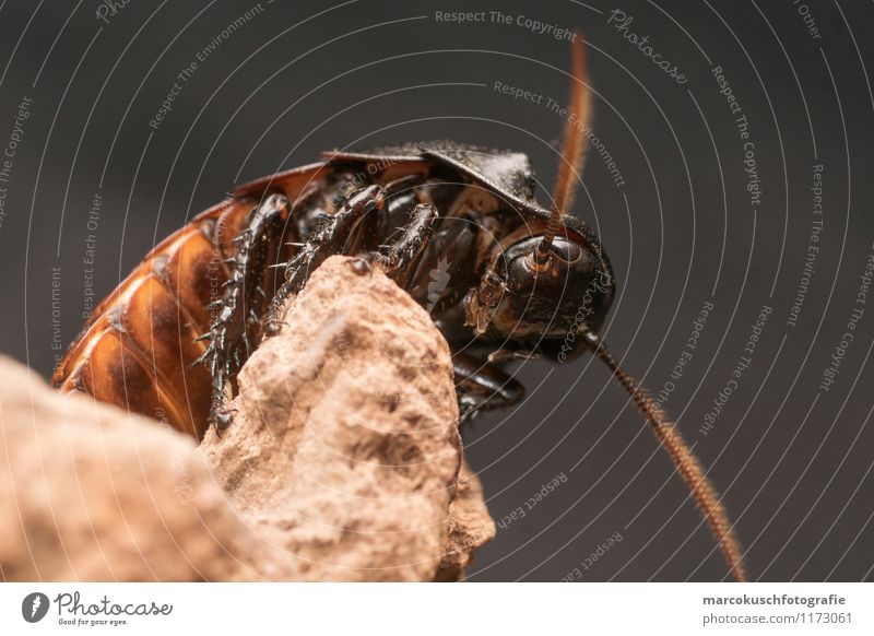 Fauchschabe Tier Käfer Schaben Gemeine Küchenschabe 1 Ekel exotisch gruselig Neugier braun schwarz Angst Entsetzen Todesangst Madagaskar Insekt Schädlinge Plage