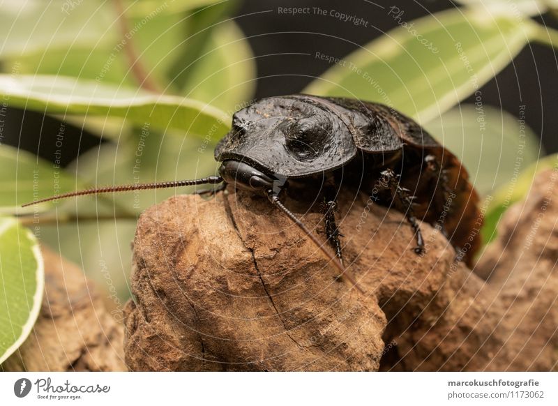 Madagaskar Fauchschabe Tier Käfer Schaben Gemeine Küchenschabe 1 außergewöhnlich Ekel exotisch gruselig hässlich braun schwarz Angst Entsetzen Todesangst Insekt