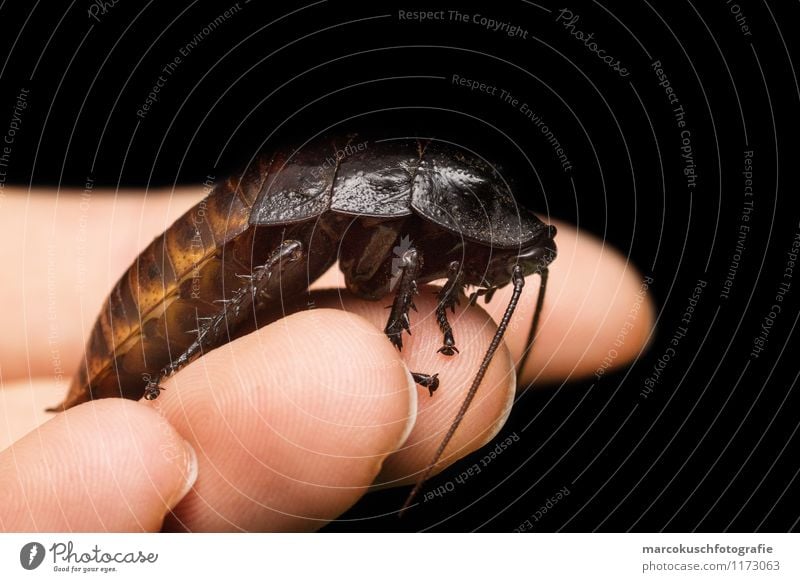 Madagaskar Fauchschabe Käfer Schaben Gemeine Küchenschabe 1 Tier exotisch gruselig klein braun schwarz Insekt Schädlinge Plage Platzangst Ekel Kammerjäger