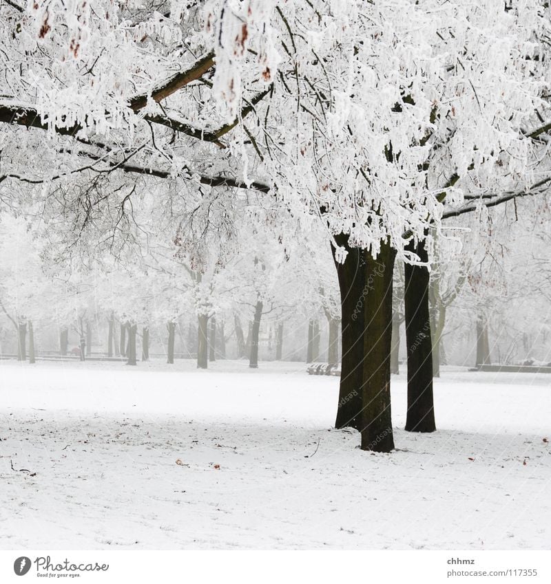 Winter im Park weiß Eis Raureif Wald Nebel Einsamkeit Baum horizontal Strukturen & Formen flach kalt einfarbig Frost Glätte weiß in weiß Baumstamm tief