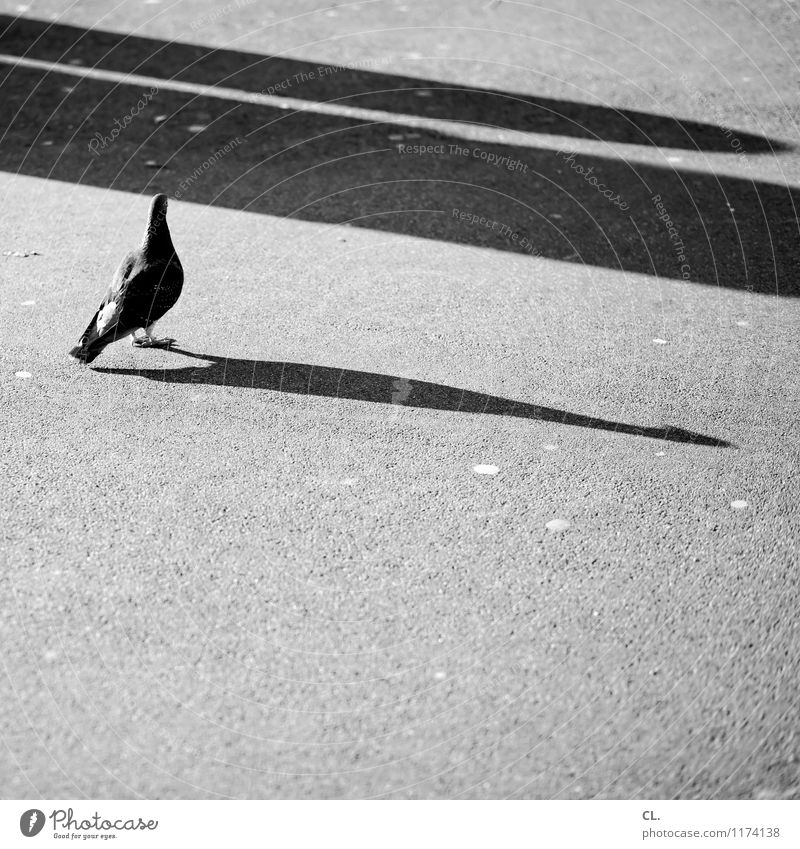 taube Schönes Wetter Tier Wildtier Taube 1 Boden stehen Wandel & Veränderung Schwarzweißfoto Außenaufnahme Menschenleer Tag Licht Schatten Kontrast