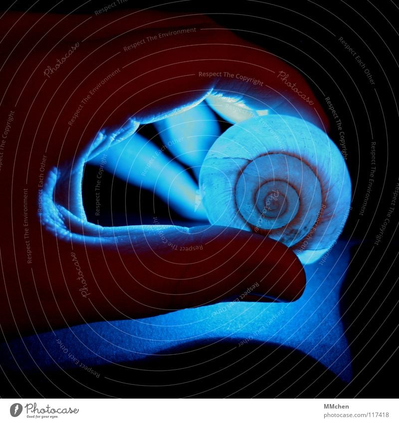 Bluelight Snail Shell Schneckenhaus Warnleuchte Hand Finger dunkel Beleuchtung fossil Spirale gedreht schön unnatürlich Röntgenstrahlen Kalk Schutzhülle