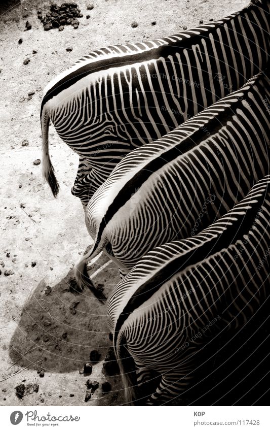 Zebras von hinten Zoo 3 Tier Säugetier Schwarzweißfoto Hinterteil