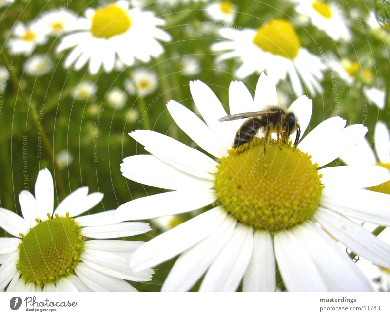 symbiose Biene Honig Fertilisation Verkehr Blume Blüte bestäubung gelb/weiß Löwenzahn