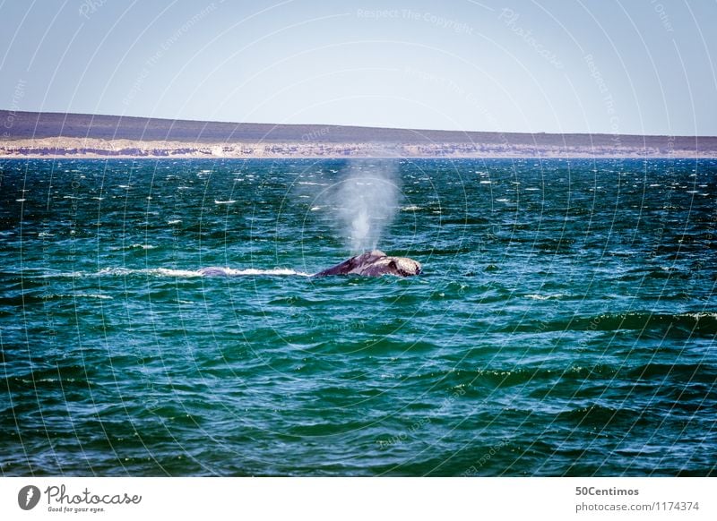whale watching - Peninsula Valdés Ferien & Urlaub & Reisen Tourismus Ausflug Abenteuer Ferne Freiheit Kreuzfahrt Sommer Strand Meer Insel Wellen Natur