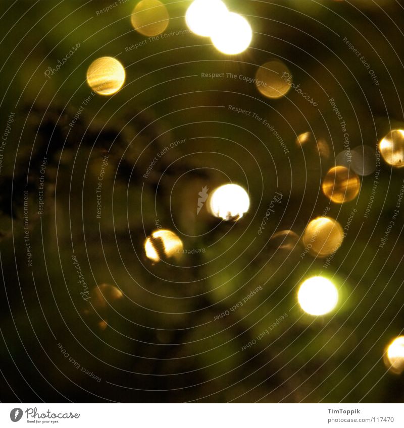 Dezemberlichter Tanne Licht grün Fichte Tannenzweig Weihnachtsbaum Baum Schmuck Baumschmuck Kerze Weihnachten & Advent Dekoration & Verzierung Beleuchtung Natur