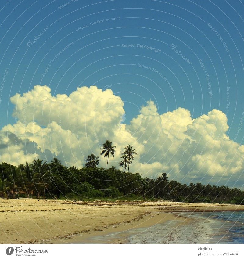 Schlagsahne Außenaufnahme Tag Freude Erholung Ferien & Urlaub & Reisen Strand Meer Sand Wasser Himmel Wolken Unwetter blau weiß Afrika Monsun Palme Kumulus