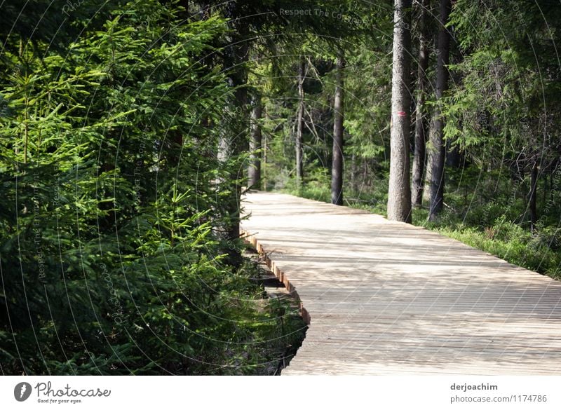 Der Weg zum See führt über einen Holzbretter Weg. Umrandet von Fichten. Design ruhig Ausflug Landwirtschaft Forstwirtschaft Architektur Umwelt Frühling