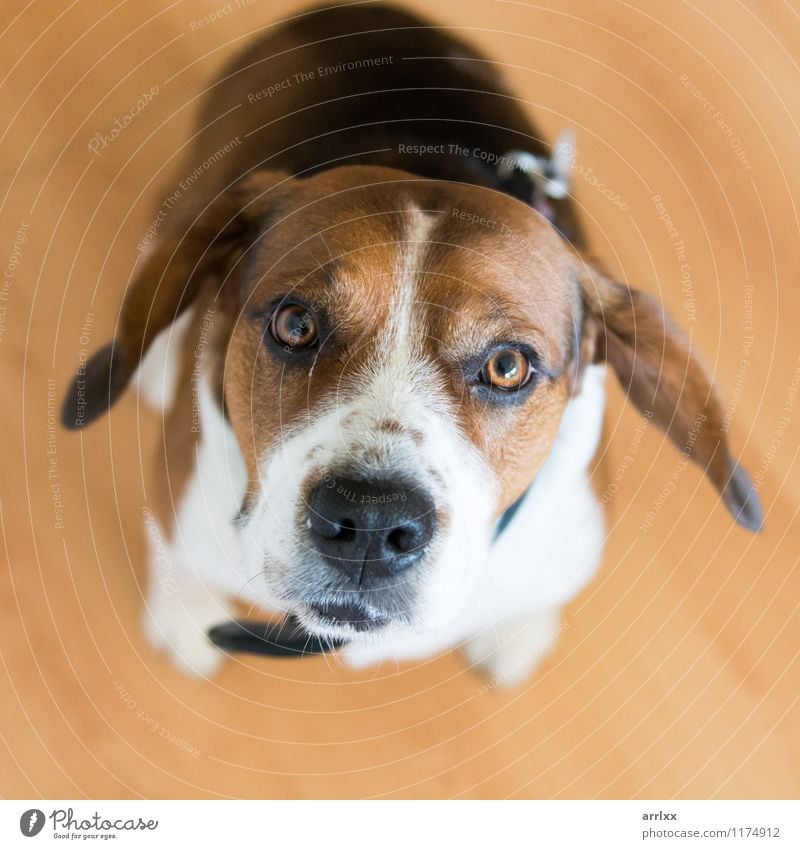 Spürhundhund, der Kamera betrachtet Tier Haustier Hund 1 sitzen niedlich braun reizvoll wach Tiermotive achtsam Beagle Beagle-Rasse züchten braun und weiß