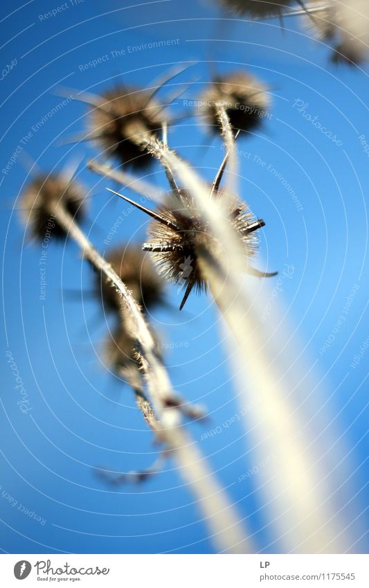 Trockene Disteln Natur Pflanze Wildpflanze Bekanntheit einfach oben Spitze stachelig trocken wild blau grau Reinheit Abenteuer Senior Farbfoto Außenaufnahme