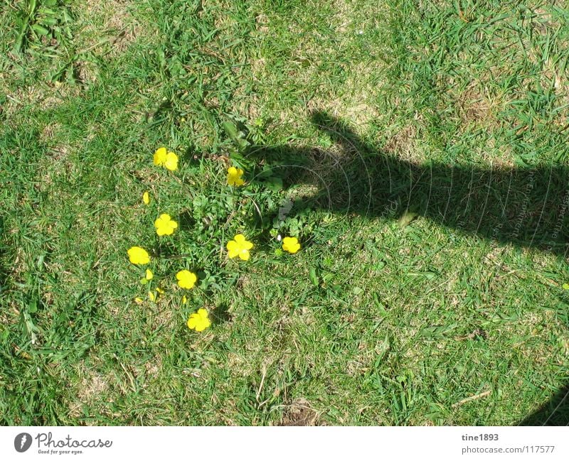 Vielen Dank für die Blumen gelb klein Hand Wiese Gras Sommer heiß Außenaufnahme Schattenspiel Butterblümchen Sonne deutlich Arme Weide Freiheit Glück