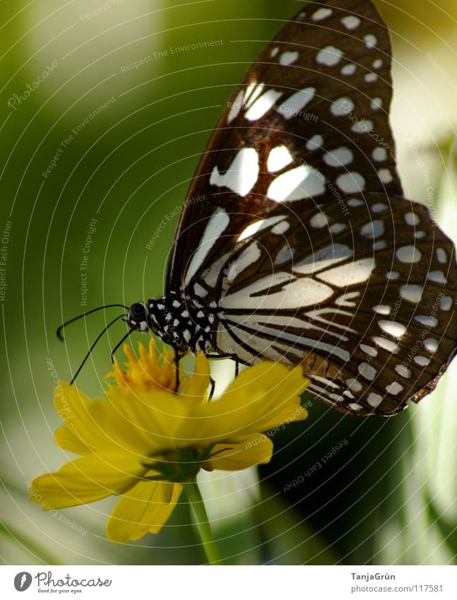 butterfly Schmetterling Blume Blüte Pflanze gelb weiß schwarz mehrfarbig Sommer Insekt Pause Physik Thailand grün flattern Honig Pollen Flügel fliegen Natur