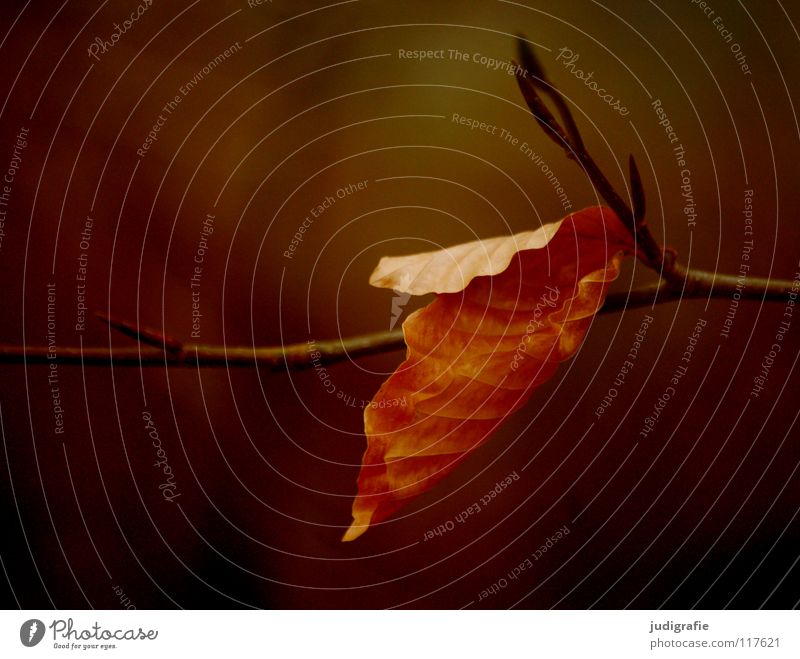 Festhalten Blatt Baum Buche Herbst Winter Laubbaum Abschied festhalten Physik Umwelt Pflanze ruhig Farbe Zweig Ast Tod fallen Wärme Natur Leben